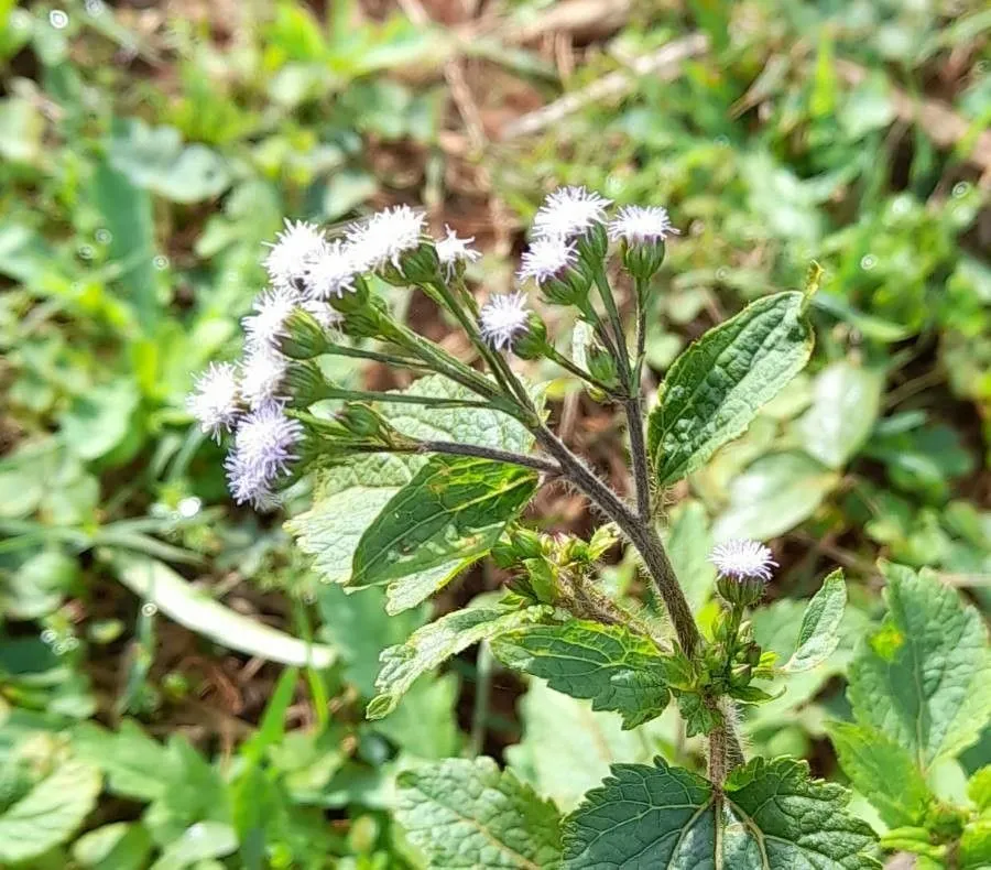 Roi des herbes