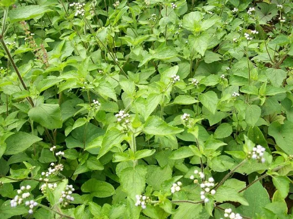 Roi des herbes