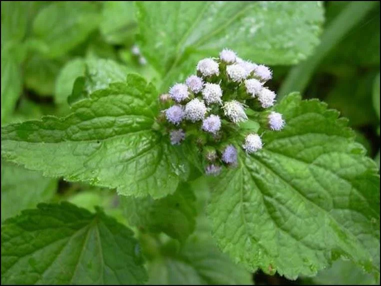 Roi des herbes