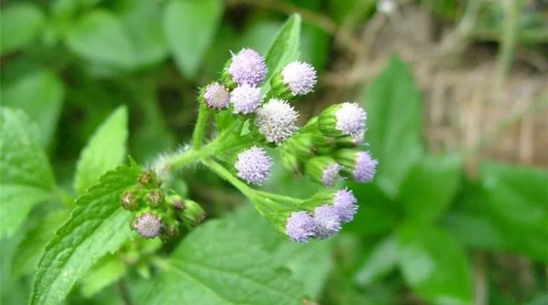 Roi des herbes