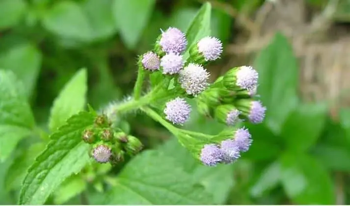 Roi des herbes, vertus spirituelles